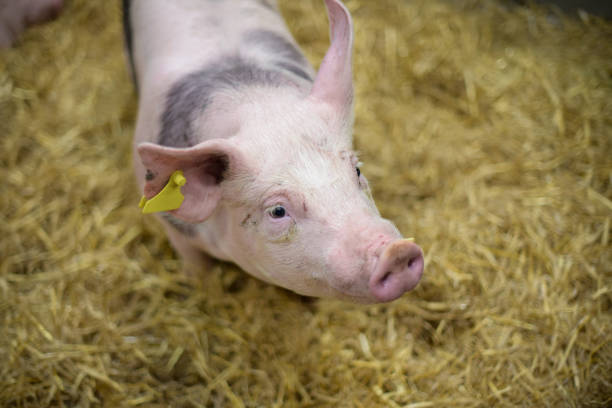 view of a pig in a box at the agriculture show - domestic pig imagens e fotografias de stock