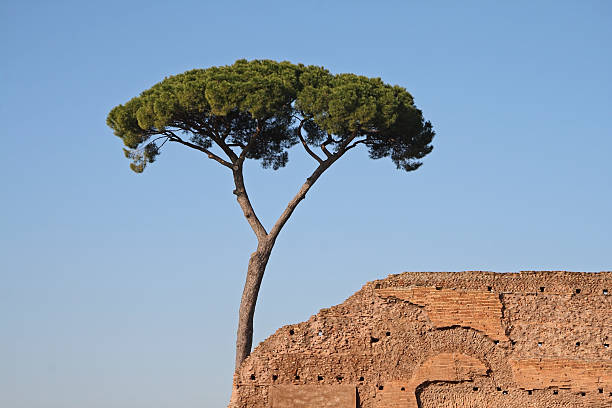 Pine Tree in Rome. Pine Tree in Rome on the Palatin Hill. Pine in Rome. Ancient ruin on the Palatine Hill. pinus pinea photos stock pictures, royalty-free photos & images