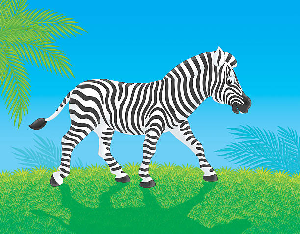 ilustrações de stock, clip art, desenhos animados e ícones de zebra - zebra walk