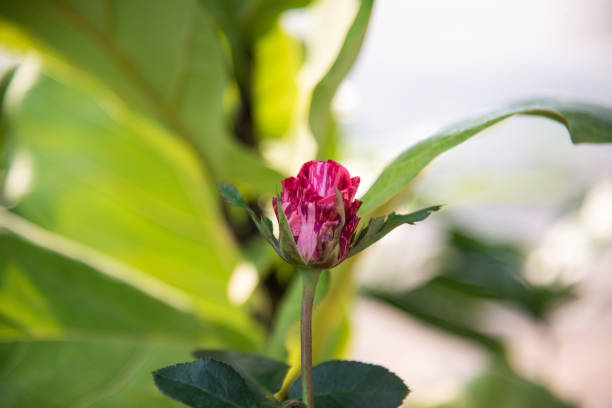 istock Rose flowers on blur background. 1380074923