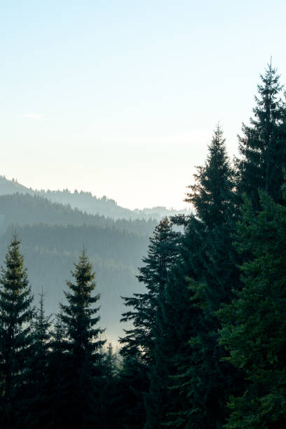 istock Dramatic vertical shot of coniferous tree with clear sky 1380074929