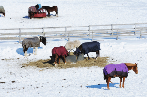 Horses in blankets eating hay in snow-covered corral.