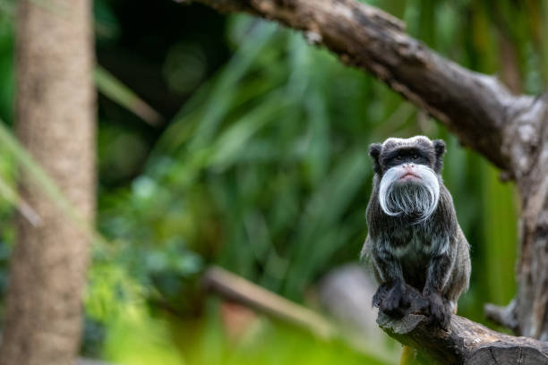 emperor tamarin - emperor stock-fotos und bilder