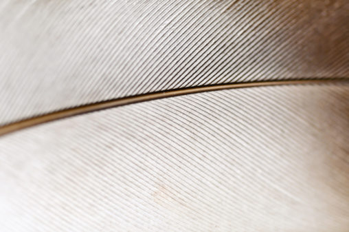 1:1 macro shot of a quill pen feather. Please see also this image from the same series: