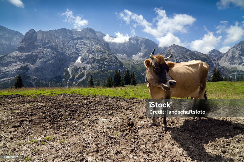 Montanha vaca nos Alpes austríacos - Foto de stock de Agricultura royalty-free