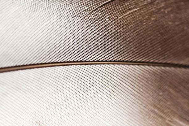 istock beautiful macro shot of a quill pen feather 138009312