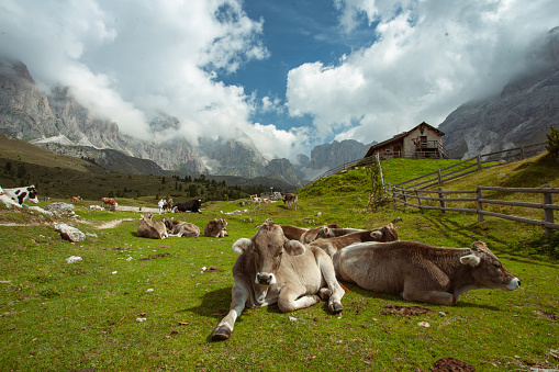 Cows on the iconic outdoors mountain landscape on the Dolomites