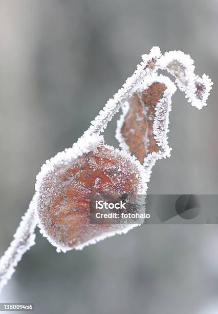 Geada Na Folha - Fotografias de stock e mais imagens de Ao Ar Livre - Ao Ar Livre, Branco, Cinzento