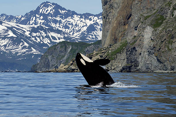 orca em selvagem - victoria british columbia imagens e fotografias de stock
