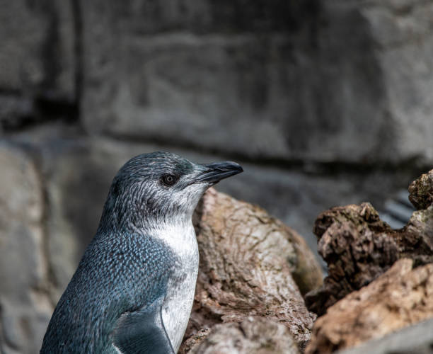 синий пингвин - fairy penguin стоковые фото и изображения