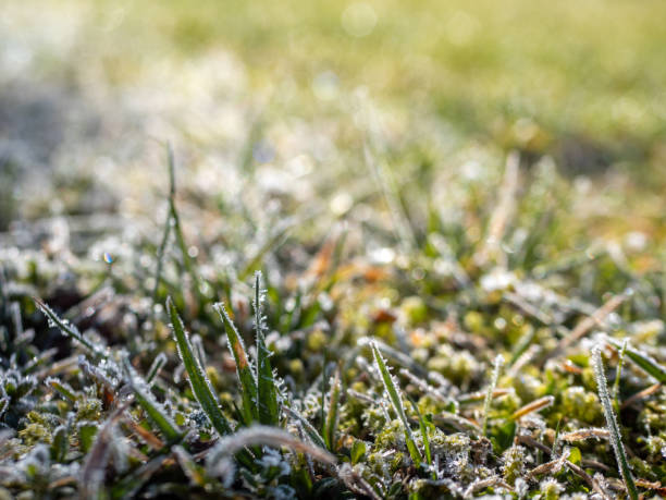 istock Ripe in the morning in spring 1380106953