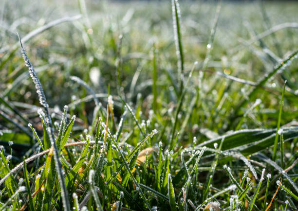 Close up frozen grass in sunny winter day.
