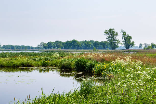 istock Landscape De Onlanden in Gronignen The Netheralnds 1380112784