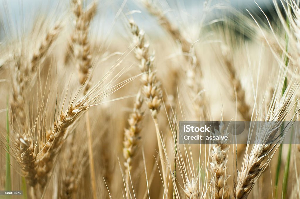 Campo de trigo en verano - Foto de stock de Campo - Tierra cultivada libre de derechos