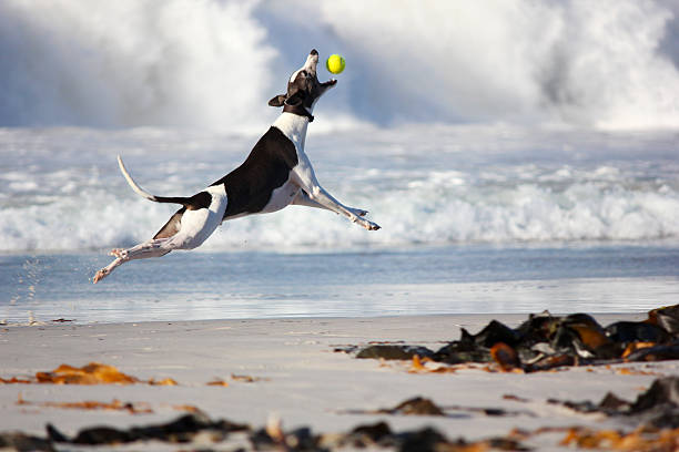 Greyhound dog catching ball Greyhound dog catching tennis ball on the beach catching stock pictures, royalty-free photos & images