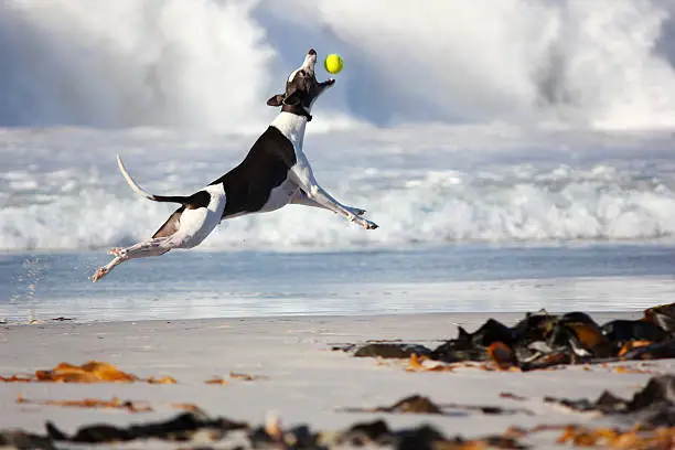 Greyhound dog catching tennis ball on the beach