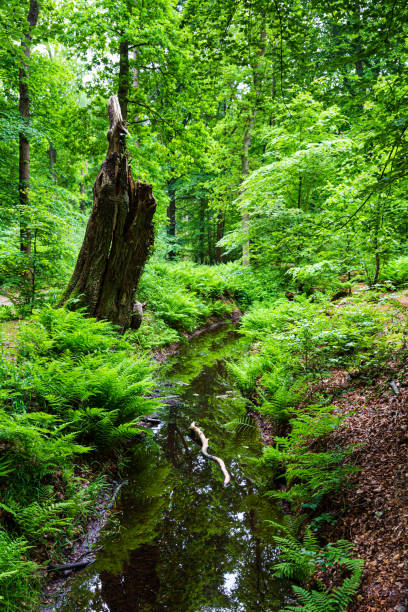 istock Flowing stream in the forest 1380121894