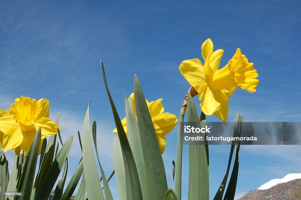 Amarelo daffodils - Royalty-free Aberto Foto de stock