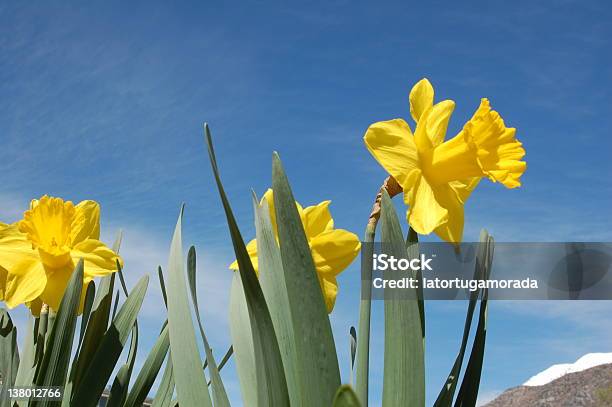 Amarelo Daffodils - Fotografias de stock e mais imagens de Aberto - Aberto, Amarelo, Beleza