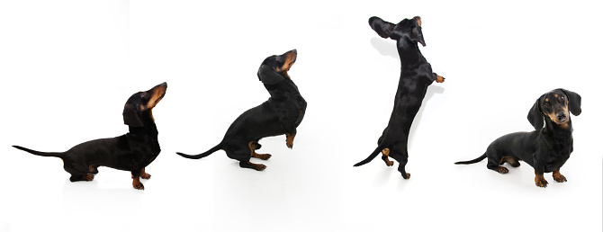 Banner playful and jumping dachshund puppy dog. Isolated on white background