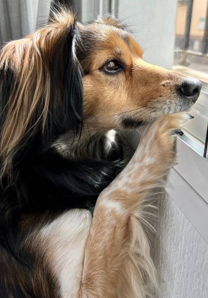 istock dog looking out the window waiting for his owner 1380132578