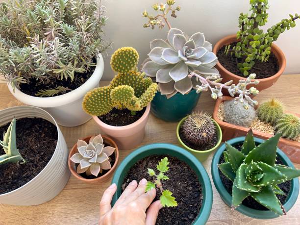 istock planting pot on a table woman hands 1380132587