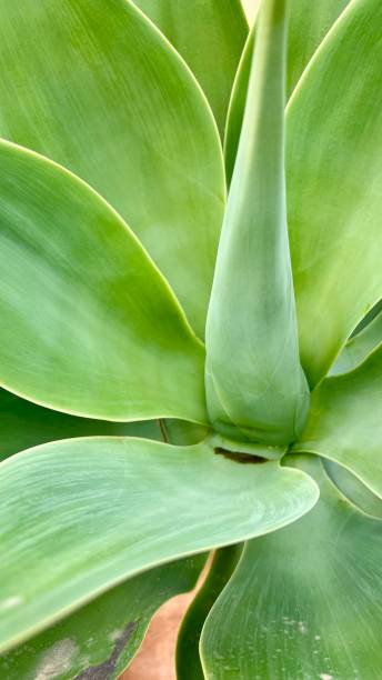 istock green lotus flower close up background 1380133095