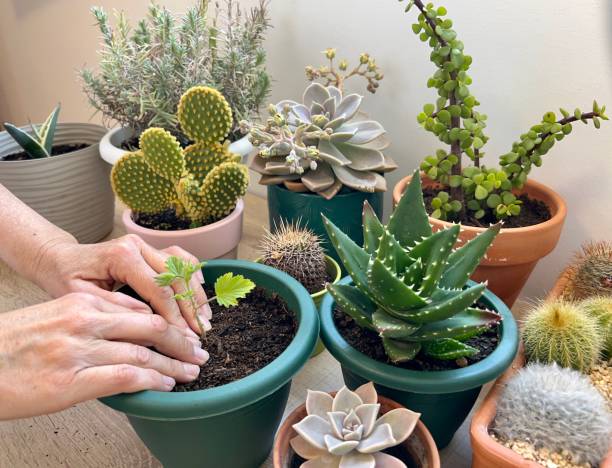 istock planting pot on a table woman hands 1380133114