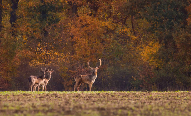 ciervo salvaje (dama dama) en la mañana mágica de otoño, en los bosques de rumania - animal cute animals deer deer herd fotografías e imágenes de stock