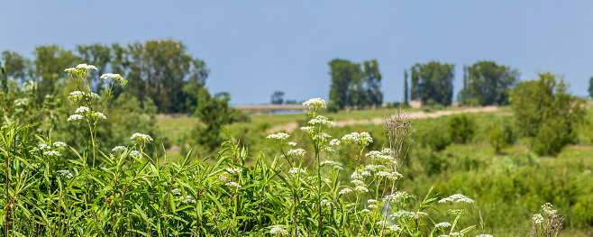 Panorama with blooming cow parsley of island and nature reserve Tiengemeten Hoeksche Waard n South Holland in The neteherlands