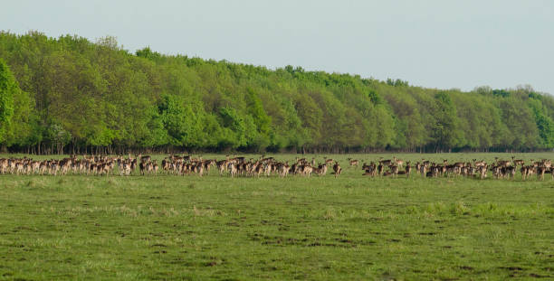 istock Wild deer( Dama Dama) in national park in Romania forest. 1380137422