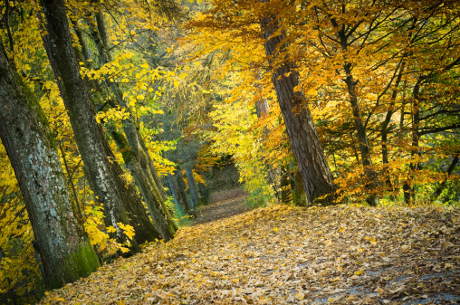 path through beautiful brightly illuminated fall forest