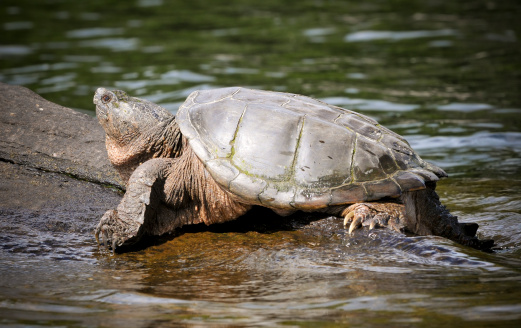 The locals say this snapper is over 100 years old.  The cataract might be a hint to its age.