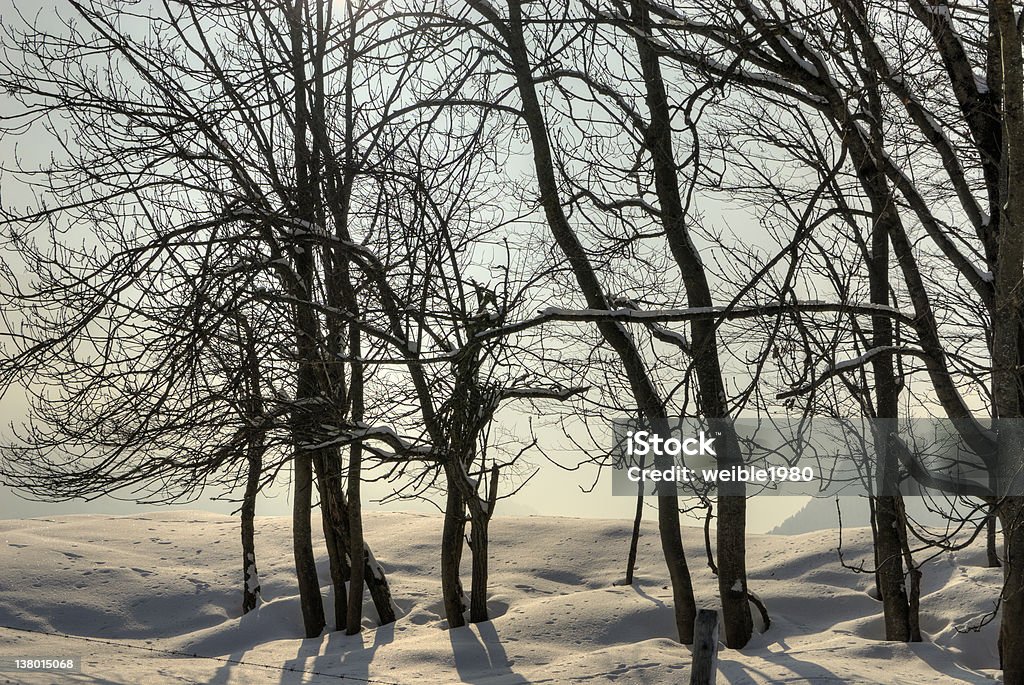 Bäume im winter - Lizenzfrei Alt Stock-Foto