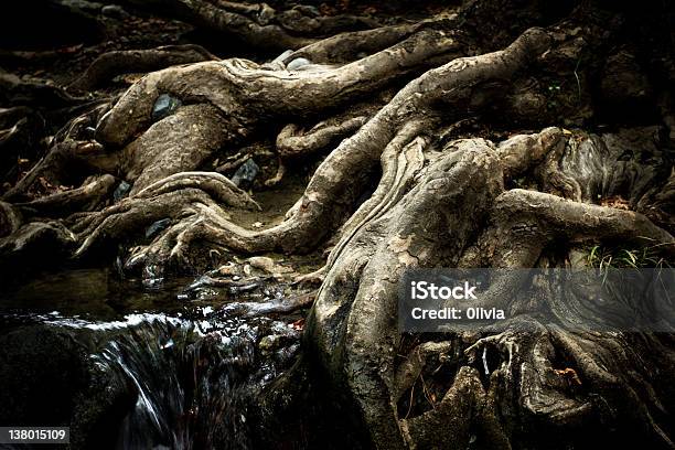 Radici - Fotografie stock e altre immagini di Acqua - Acqua, Albero, Ambientazione esterna