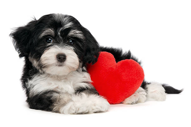 istock Lover Valentine Havanese puppy dog 138015313