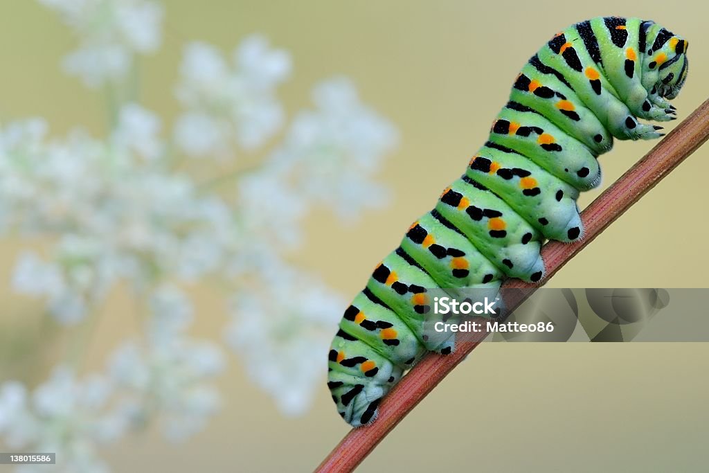 Farfalla caterpillar: Macaone - Foto stock royalty-free di Animale