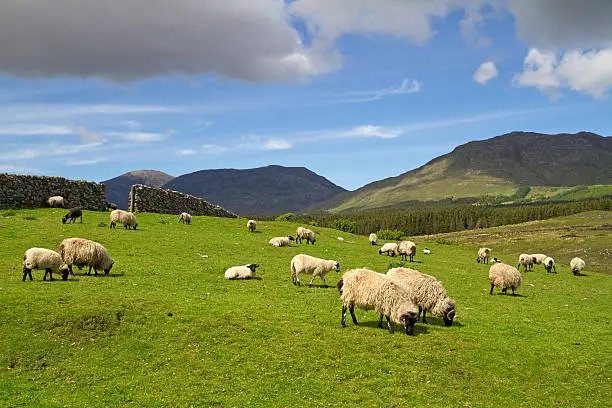 Sheep and rams in Connemara mountains - Ireland