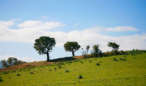 landscape 2 - field,trees,sky stock photo