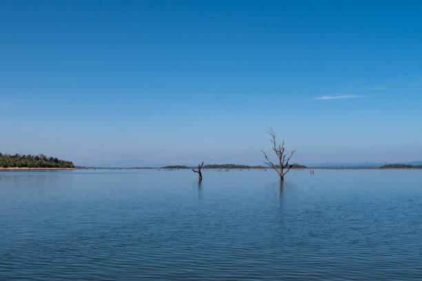 istock Flooded tree in water. Ecology. Laos 1380161072