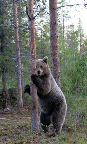 istock Picture of a wild brown bear 1380168480