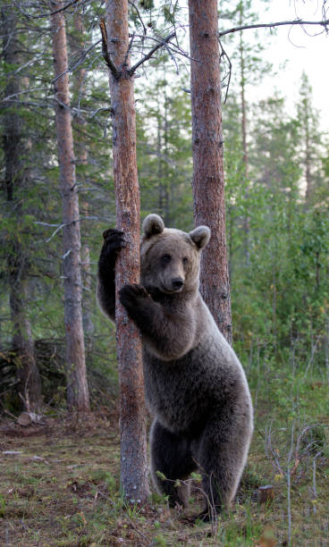 istock Picture of a wild brown bear 1380168504