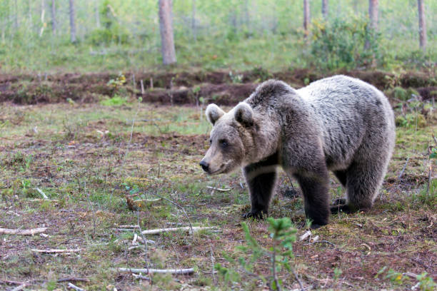 istock Picture of a wild brown bear 1380168505