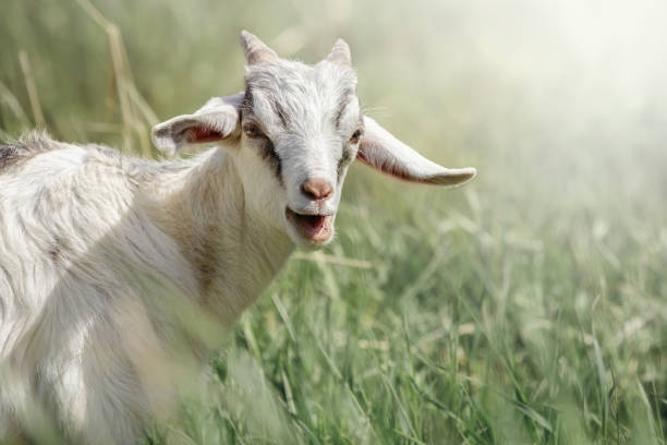 istock Cute goatling, agape looking right at you close-up. 1380168570