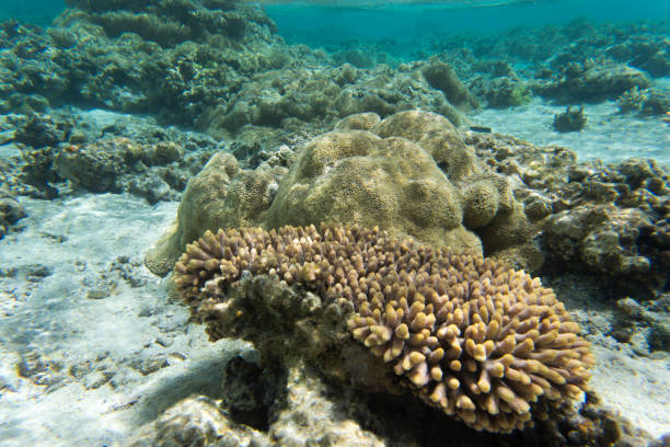 istock View of colorful corals 1380170143