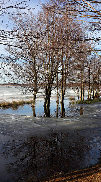 istock Trees in a frozen lake 138017373