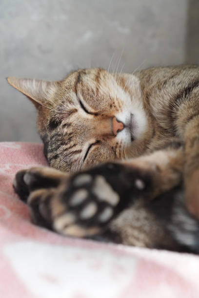 istock Cat sleeping in the room 1380181320