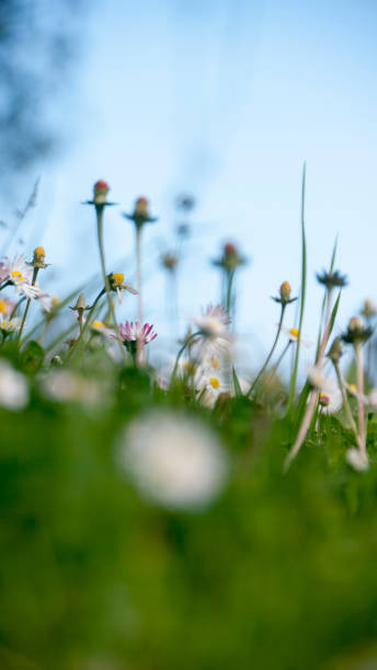istock Tiny white daisy flowers in green grass field 1380185016