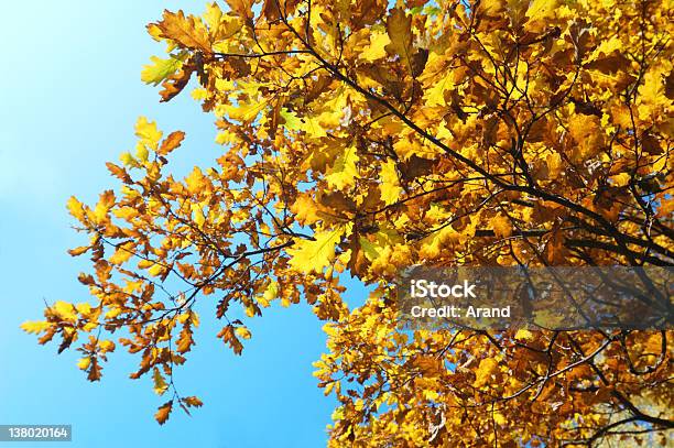 Oak Tree Foto de stock y más banco de imágenes de Aire libre - Aire libre, Amarillo - Color, Arbusto