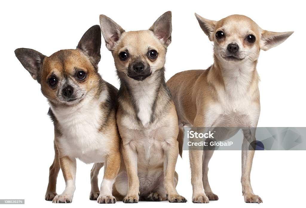 Три Chihuahuas перед Белый фон - Стоковые фото Бежевый роялти-фри